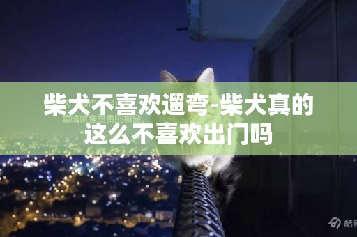 柴犬不喜歡遛彎-柴犬真的這么不喜歡出門嗎