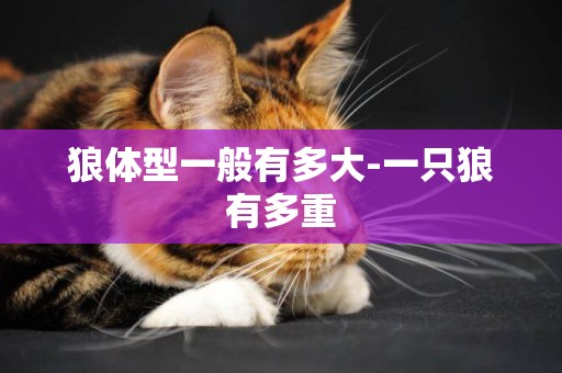 狼體型一般有多大-一只狼有多重