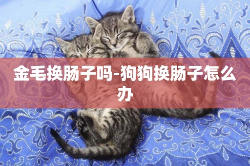 金毛換腸子嗎-狗狗換腸子怎么辦