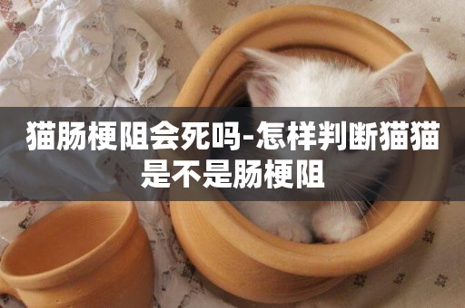 貓腸梗阻會死嗎-怎樣判斷貓貓是不是腸梗阻
