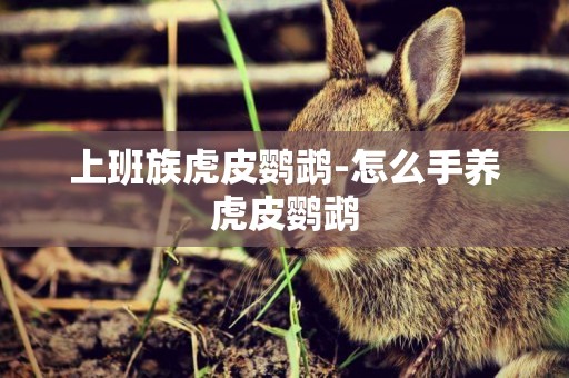 上班族虎皮鸚鵡-怎么手養虎皮鸚鵡