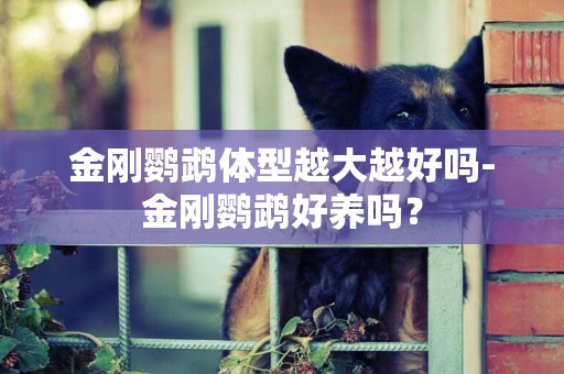 金剛鸚鵡體型越大越好嗎-金剛鸚鵡好養嗎？