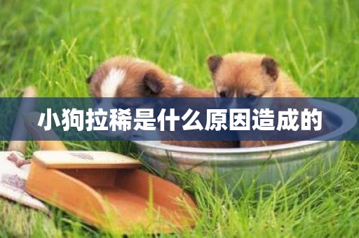 小狗拉稀是什么原因造成的