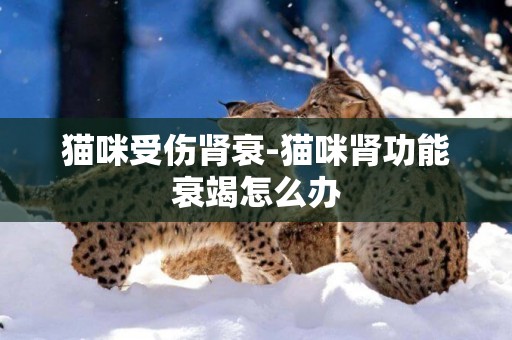 貓咪受傷腎衰-貓咪腎功能衰竭怎么辦