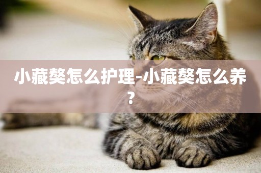 小藏獒怎么護理-小藏獒怎么養?