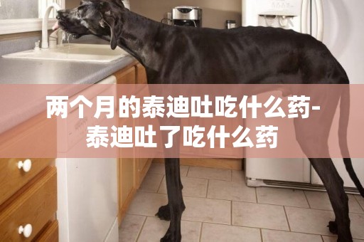 兩個月的泰迪吐吃什么藥-泰迪吐了吃什么藥