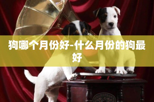 狗哪個月份好-什么月份的狗最好
