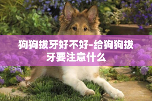 狗狗拔牙好不好-給狗狗拔牙要注意什么