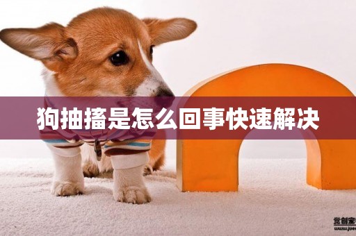 狗抽搐是怎么回事快速解決