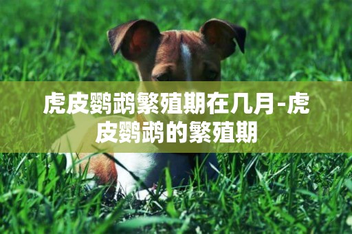 虎皮鸚鵡繁殖期在幾月-虎皮鸚鵡的繁殖期