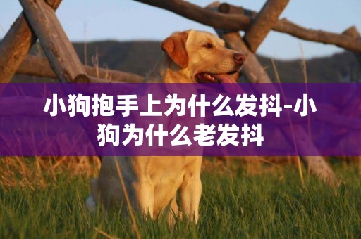 小狗抱手上為什么發抖-小狗為什么老發抖