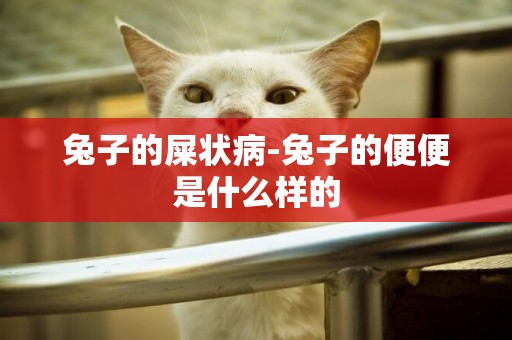 兔子的屎狀病-兔子的便便是什么樣的