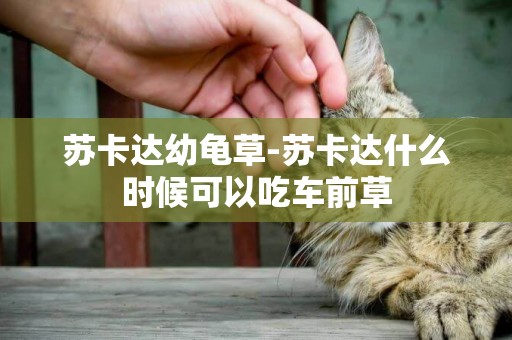 蘇卡達幼龜草-蘇卡達什么時候可以吃車前草