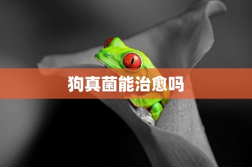 狗真菌能治愈嗎