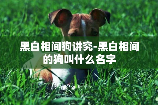黑白相間狗講究-黑白相間的狗叫什么名字