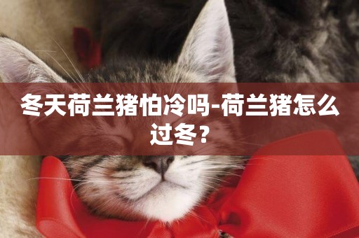 冬天荷蘭豬怕冷嗎-荷蘭豬怎么過冬？
