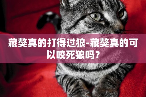 藏獒真的打得過狼-藏獒真的可以咬死狼嗎？