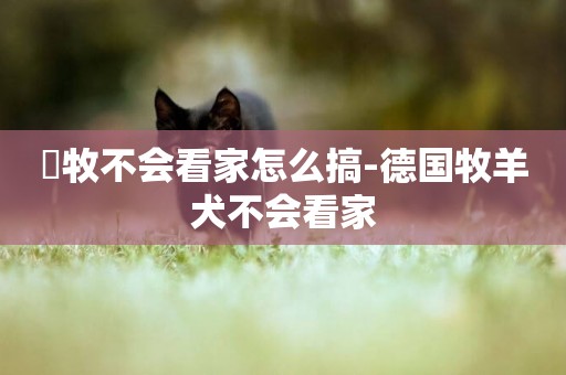 徳牧不會看家怎么搞-德國牧羊犬不會看家