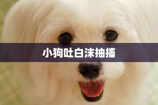 小狗吐白沫抽搐