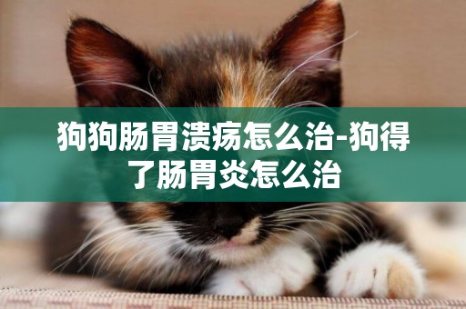 狗狗腸胃潰瘍怎么治-狗得了腸胃炎怎么治