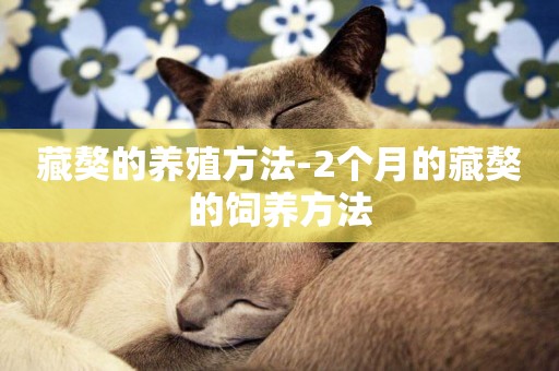 藏獒的養殖方法-2個月的藏獒的飼養方法