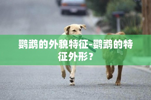 鸚鵡的外貌特征-鸚鵡的特征外形？