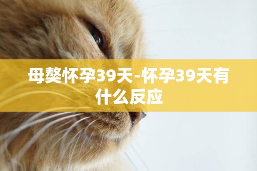 母獒懷孕39天-懷孕39天有什么反應