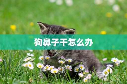 狗鼻子干怎么辦