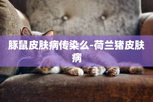 豚鼠皮膚病傳染么-荷蘭豬皮膚病