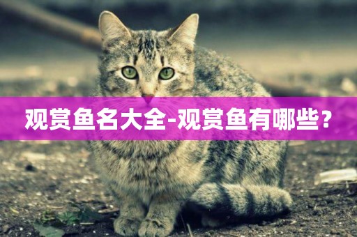 觀賞魚名大全-觀賞魚有哪些？