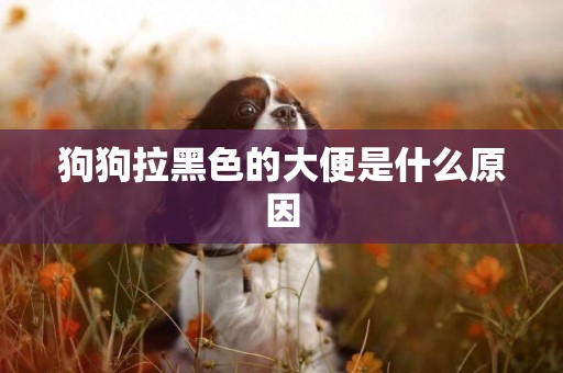 狗狗拉黑色的大便是什么原因