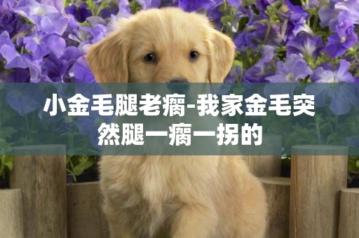 小金毛腿老瘸-我家金毛突然腿一瘸一拐的