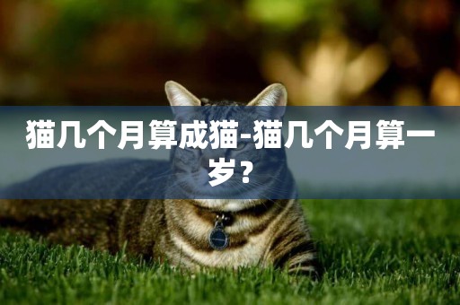 貓幾個月算成貓-貓幾個月算一歲？