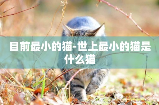 目前最小的貓-世上最小的貓是什么貓