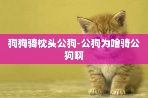 狗狗騎枕頭公狗-公狗為啥騎公狗啊