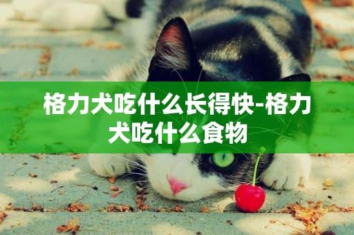格力犬吃什么長得快-格力犬吃什么食物