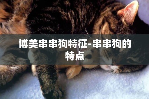 博美串串狗特征-串串狗的特點