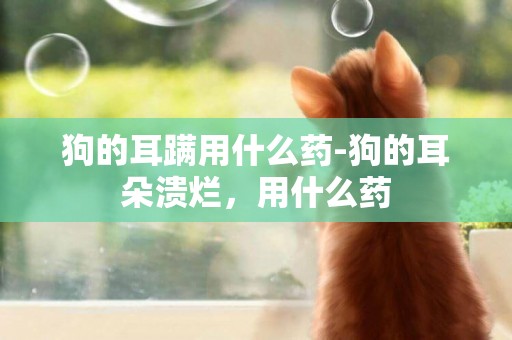 狗的耳蹣用什么藥-狗的耳朵潰爛，用什么藥