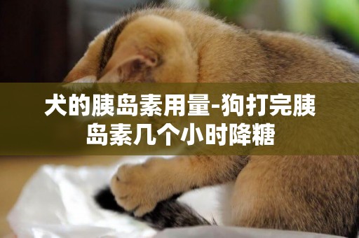 犬的胰島素用量-狗打完胰島素幾個小時降糖
