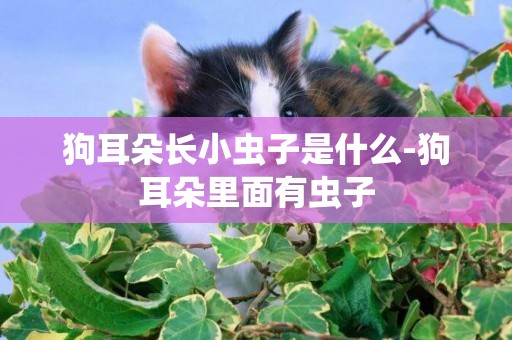 狗耳朵長小蟲子是什么-狗耳朵里面有蟲子