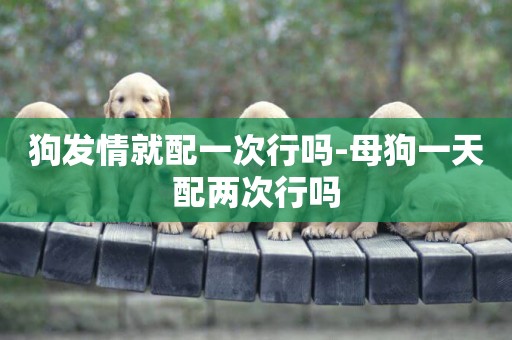 狗發情就配一次行嗎-母狗一天配兩次行嗎