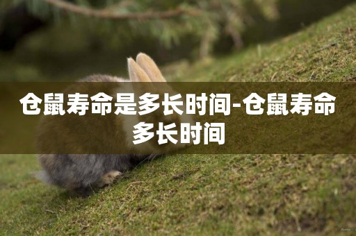 倉鼠壽命是多長時間-倉鼠壽命多長時間