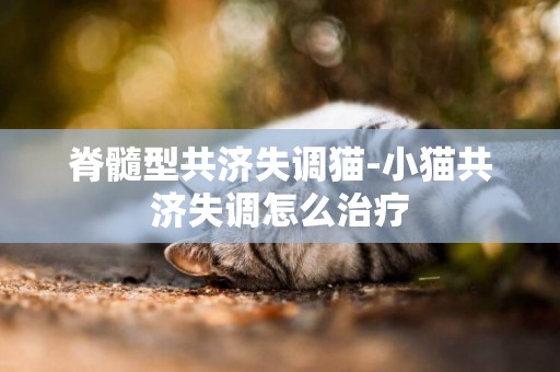 脊髓型共濟失調貓-小貓共濟失調怎么治療