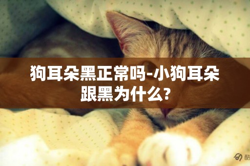 狗耳朵黑正常嗎-小狗耳朵跟黑為什么?