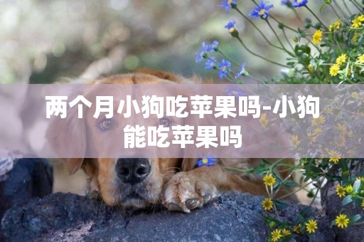 兩個月小狗吃蘋果嗎-小狗能吃蘋果嗎