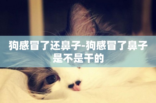 狗感冒了還鼻子-狗感冒了鼻子是不是干的