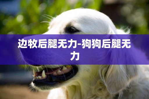 邊牧后腿無力-狗狗后腿無力