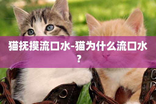貓撫摸流口水-貓為什么流口水？