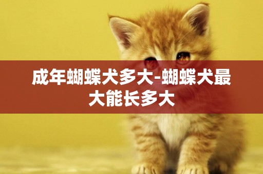 成年蝴蝶犬多大-蝴蝶犬最大能長多大