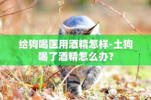 給狗喝醫用酒精怎樣-土狗喝了酒精怎么辦？